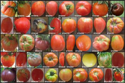 Genotypic and Environmental Effects on Morpho-Physiological and Agronomic Performances of a Tomato Diversity Panel in Relation to Nitrogen and Water Stress Under Organic Farming